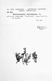 Stereocaulon vesuvianum image